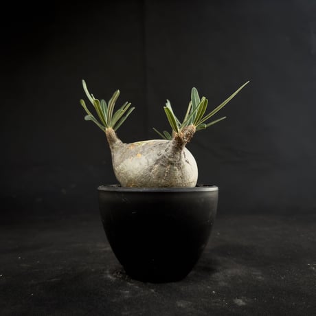 Pachypodium rosulatum var. gracilius / パキポディウム グラキリス 【微発根】
