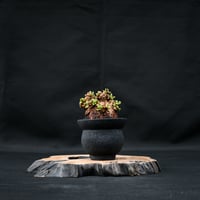 Ceraria pygmaea / ケラリア ピグマエア 【発根済】 [雌雄未判別]  + 信楽焼