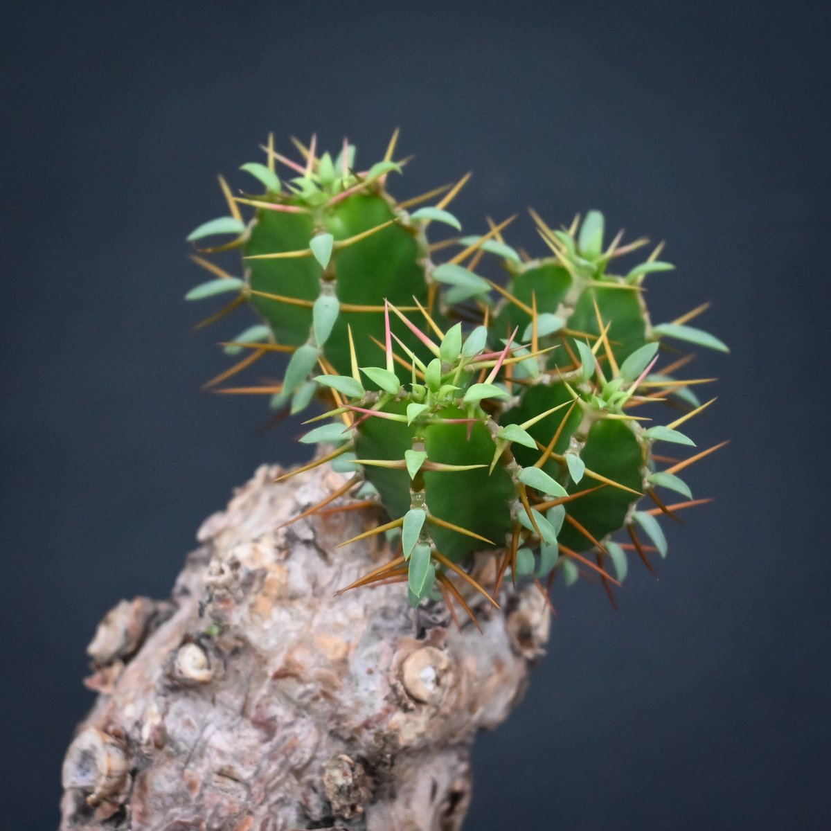 Euphorbia mlanjeana / ユーフォルビア ムランジーナ 【発根済