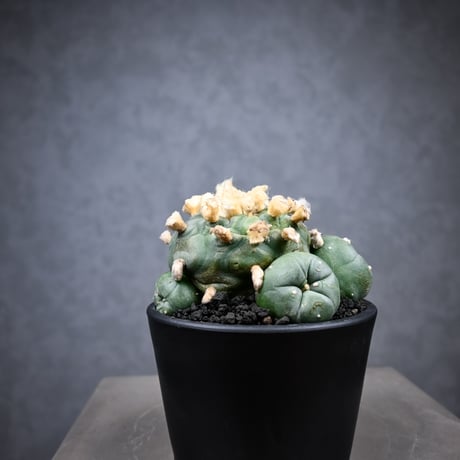Lophophora diffusa / ロフォフォラ ディフューサ 翠冠玉