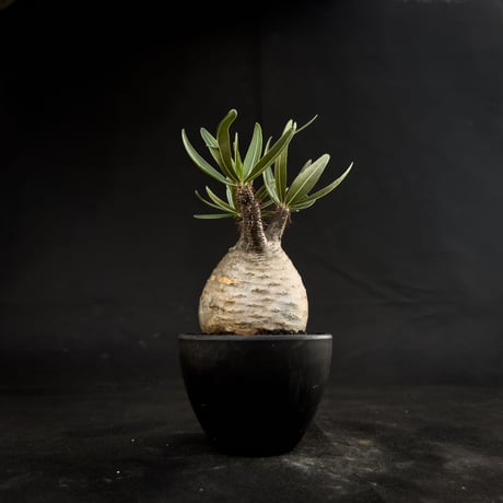 Pachypodium rosulatum var. gracilius / パキポディウム グラキリス 【微発根】