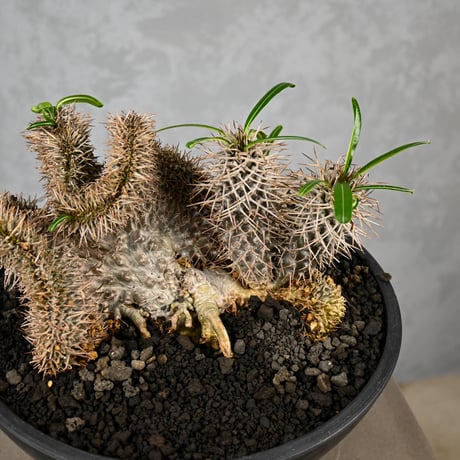 Pachypodium lamerei cristata / パキポディウム ラメリー クリスタータ 綴化 【自根】