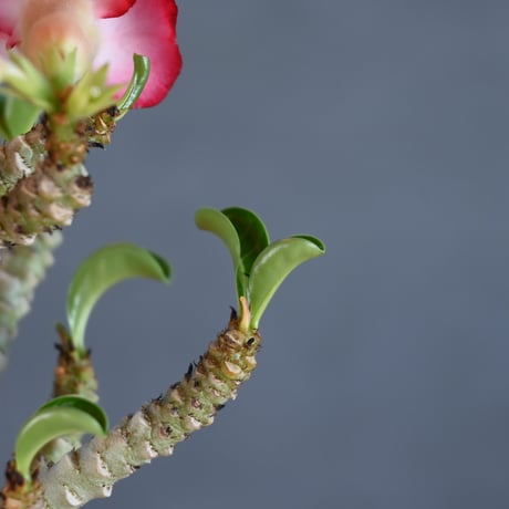 Adenium ' Medusa ' / アデニウム メデューサ 獅子葉 【発根済】