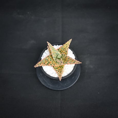 Aloe hybrid / アロエ ハイブリッド【微発根】
