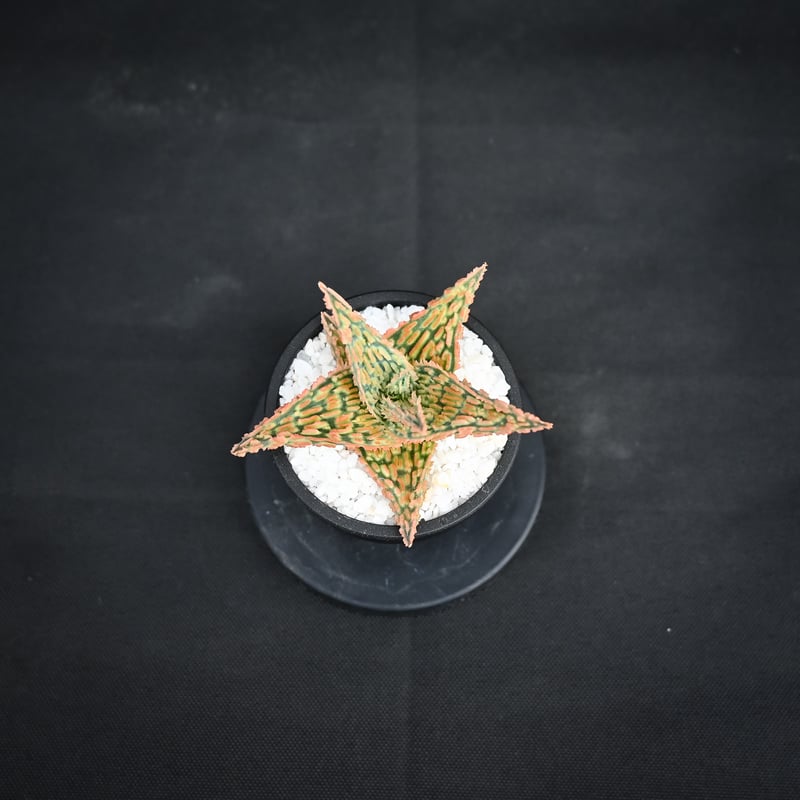 Aloe hybrid / アロエ ハイブリッド【微発根】 | GREEN MONSTERS