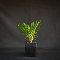 Pachypodium ambongense / パキポディウム アンボンゲンセ 【実生】