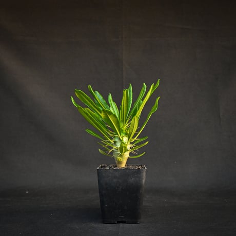 パキポディウムアンボンゲンセ | STORES