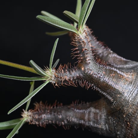 Pachypodium rosulatum var. gracilius / パキポディウム グラキリス 【発根済】