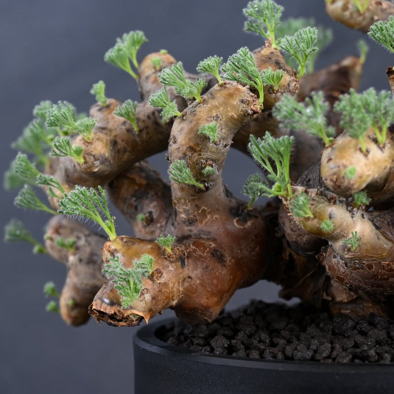Monsonia multifida (Sarcocaulon multifidum) / Monsonia multifida (Sarcocaulon multifidum) /