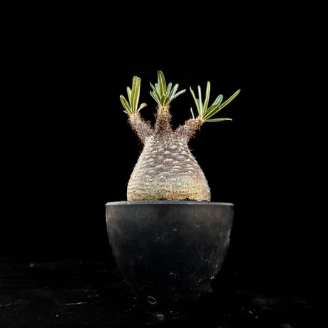 Pachypodium rosulatum var. gracilius / パキポディウム グラキリス 【微発根】