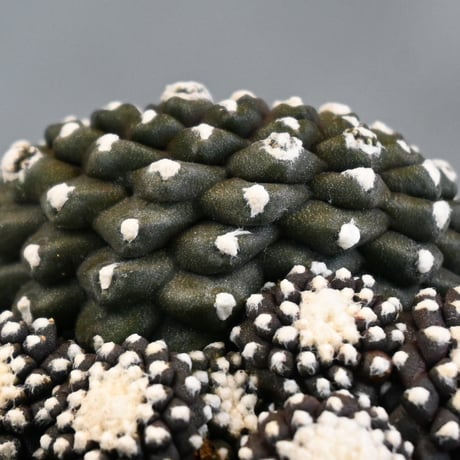 Copiapoa tenuissima / コピアポア テヌイシマ 【実生】