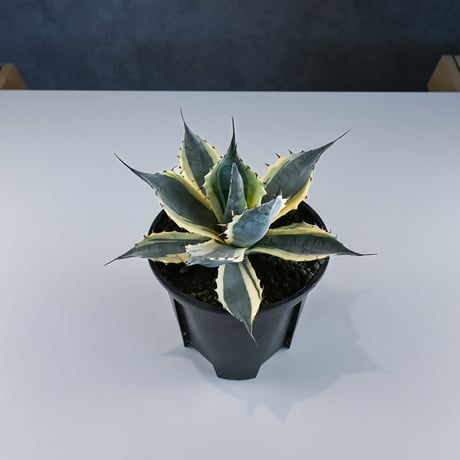 Agave parrasana ' Fire ball ' / アガベ パラサナ ファイヤーボール (白覆輪)【発根済】