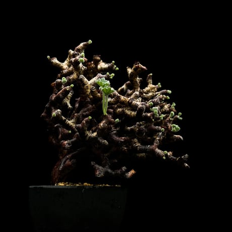 Pelargonium mirabile / ペラルゴニウム ミラビレ (微発根)