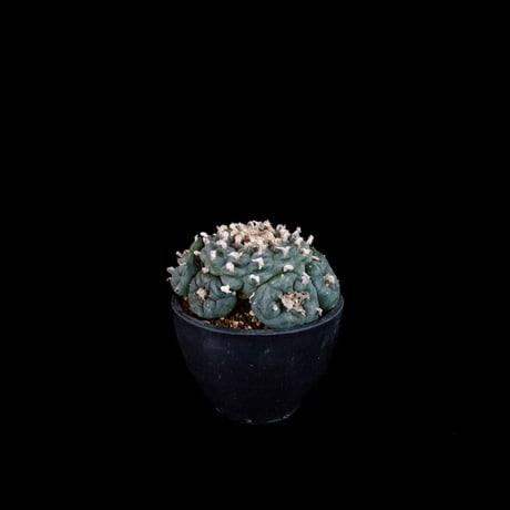 Lophophora fricii / ロフォフォラ 銀冠玉 (実生)