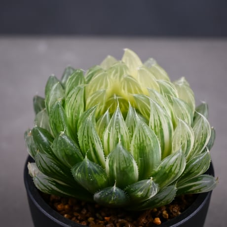 Haworthia cooperi 'Hanakocho' / ハオルチア オブツーサ 錦 花胡蝶