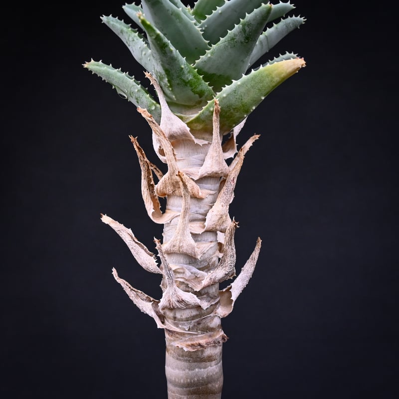 Premium Line】 Aloe pillansii / アロエ ピランシー【発根済】 Premium Line】 Aloe pillansii / アロエ ピランシー【発根済】