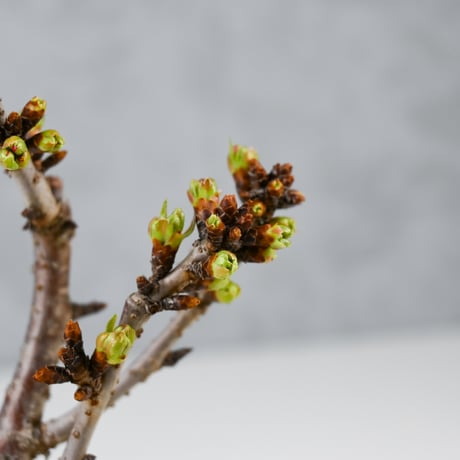 【桜盆栽】 Cerasus serrulata 'Asahiyama' / サクラ '旭山' (朝日山) / アサヒヤマ + 信楽焼