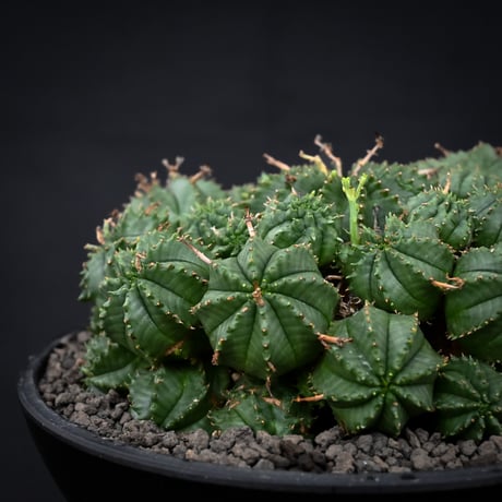 Euphorbia valida / ユーフォルビア バリダ 【発根済】【雌株】