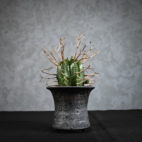 Euphorbia meloformis spp. Super Valida / ユーフォルビア スーパーバリダ 【雄株】【高木実生】 + 信楽焼