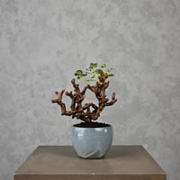 Pelargonium mirabile / ペラルゴニウム ミラビレ 【枝挿】 + 信楽焼