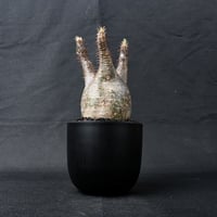 Pachypodium rosulatum var. gracilius / パキポディウム グラキリス 【発根済】