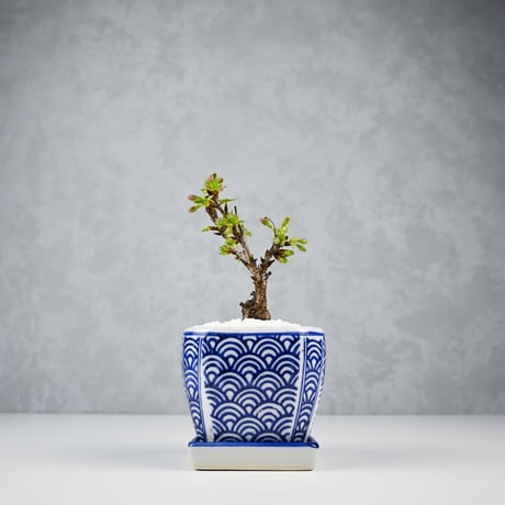 【桜盆栽】 Cerasus serrulata 'Asahiyama' / サクラ '旭山' (朝日山) / アサヒヤマ + 信楽焼