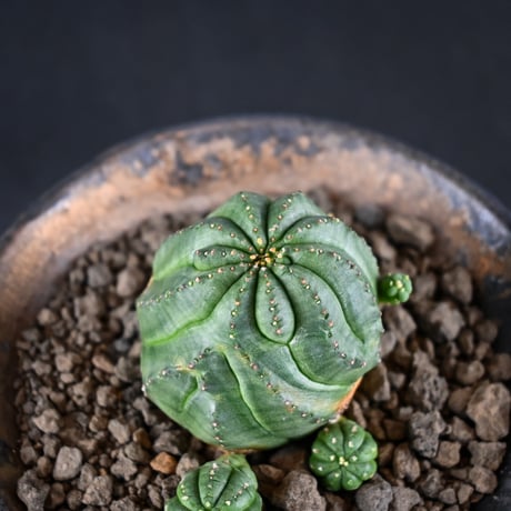 Euphorbia obesa hyb ’ Bonten ’ f. monstrosa  / ユーフォルビア オベサ 梵天 石化 【実生】 + 信楽焼