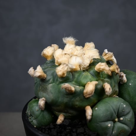 Lophophora diffusa / ロフォフォラ ディフューサ 翠冠玉