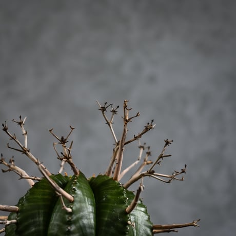 Euphorbia meloformis spp. Super Valida / ユーフォルビア スーパーバリダ 【雌株】【高木実生】 + 信楽焼