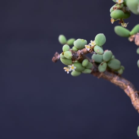 [雄株]  Ceraria pygmaea / ケラリア ピグマエア 【発根済】