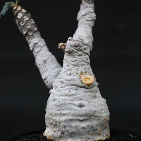 Dorstenia foetida / ドルステニア フォエチダ 【微発根】