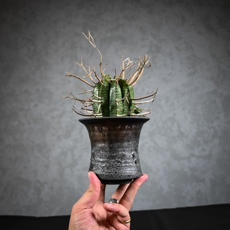 Euphorbia meloformis spp. Super Valida / ユーフォルビア スーパーバリダ 【雄株】【高木実生】 + 信楽焼