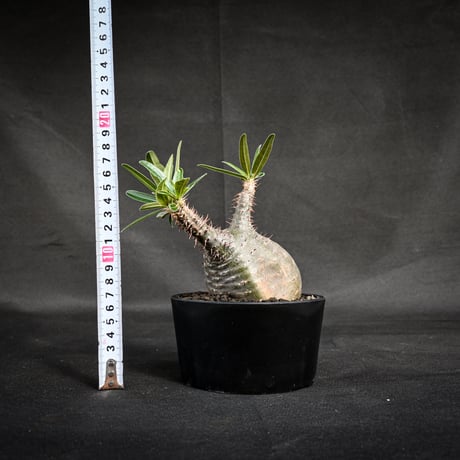 Pachypodium rosulatum var. gracilius / パキポディウム グラキリス 【発根済】
