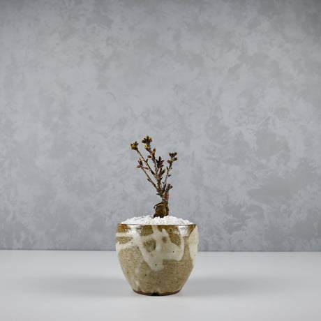 【桜盆栽】 Cerasus serrulata 'Asahiyama' / サクラ '旭山' (朝日山) / アサヒヤマ + 信楽焼