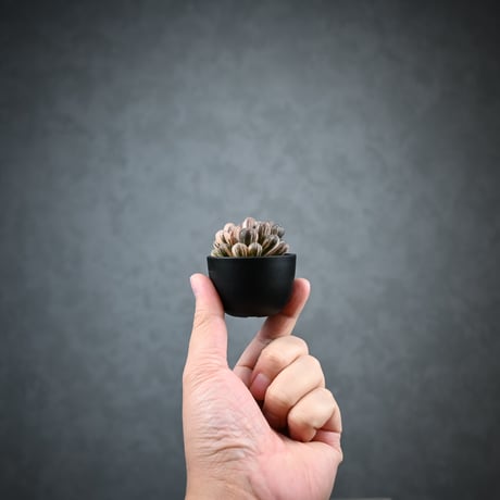 Haworthia cooperi var. truncata 'Maihime' / ハオルチア 特ダルマ型 オブツーサ 錦 舞姫
