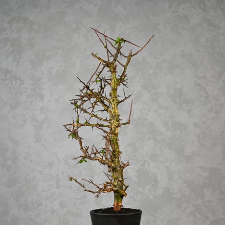 Commiphora myrrha / コミフォラ ミルラ 【微発根】