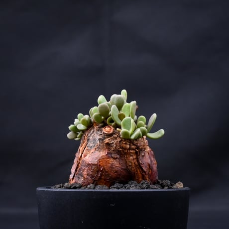 Ceraria pygmaea / ケラリア ピグマエア 【発根済】 [雌雄未判別]