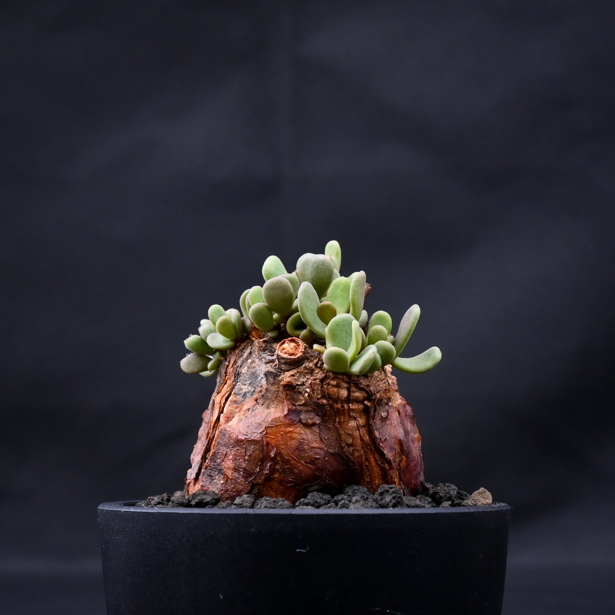 発根済ケラリアピグマエアceraria pygmaea