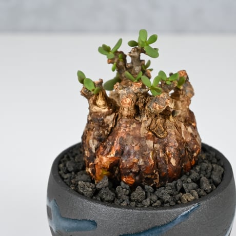 Ceraria pygmaea / ケラリア ピグマエア 【発根済】+ 信楽焼