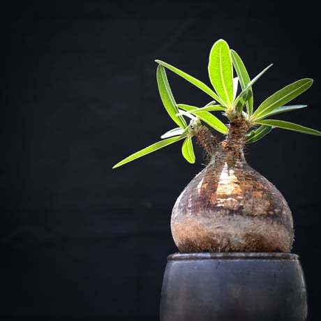 【Premium Line】 Pachypodium rosulatum var. gracilius / パキポディウム グラキリス 【発根済】 + Vintage 【後藤 瑞葉】