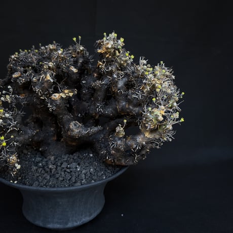 Othonna euphorbioides / オトンナ ユーフォルビオイデス (微発根)