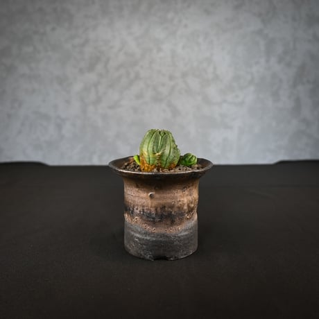 Euphorbia obesa hyb ’ Bonten ’ f. monstrosa  / ユーフォルビア オベサ 梵天 石化 【実生】 + 信楽焼