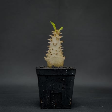 Pachypodium bicolor / パキポディウム ビカラー (バイカラー)【実生】