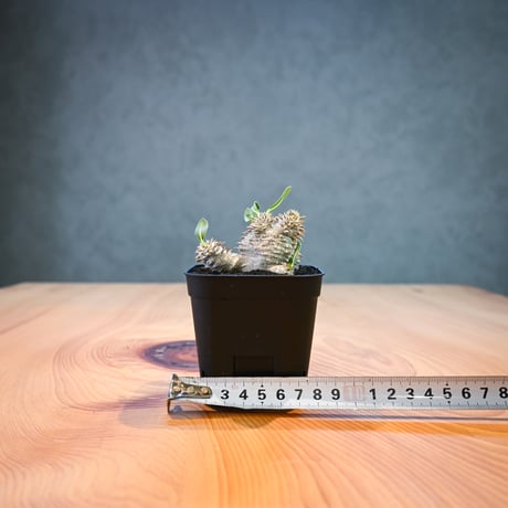 Pachypodium ' Densicaule ' / パキポディウム デンシカウレ 恵比寿大黒 (恵比須大黒)【微発根】