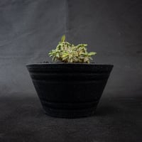 Euphorbia tulearensis / ユーフォルビア トゥレアレンシス 【発根済】