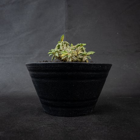 ユーフォルビアトゥレアレンシス | STORES