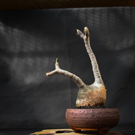 Pachypodium rosulatum var. gracilius / パキポディウム グラキリス 【微発根】