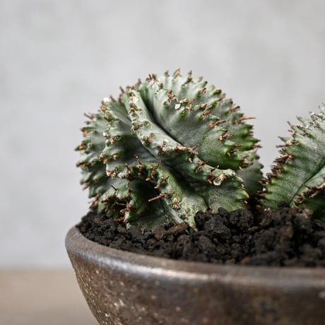 Euphorbia horrida / ユーフォルビア ホリダ + 信楽焼