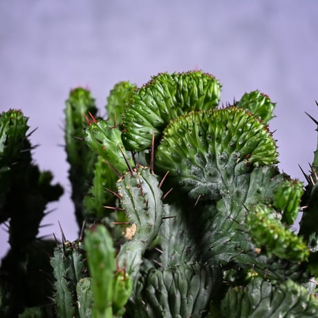 Euphorbia enopla f. monstruosa  / ユーフォルビア エノプラ 綴化 【実生】 + 信楽焼