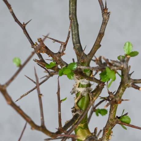 Commiphora myrrha / コミフォラ ミルラ 【微発根】